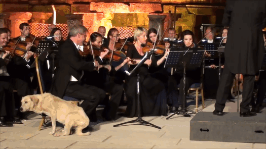 Dog Interrupts Orchestra Performance In Cutest Way Ever, Gets Rounds Of Applause Dog Interrupts Orchestra Performance In Cutest Way Ever, Gets Rounds Of Applause