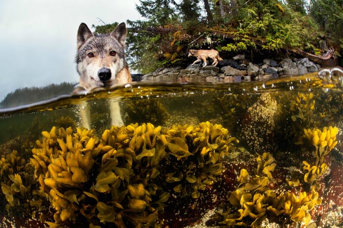 Meet Rare Sea Wolves Who Live Off The Ocean And Can Swim For Hours Meet Rare Sea Wolves Who Live Off The Ocean And Can Swim For Hours
