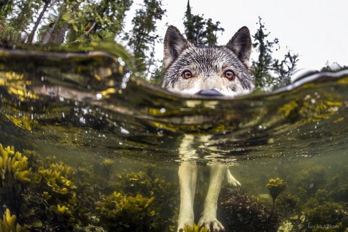 Meet Rare Sea Wolves Who Live Off The Ocean And Can Swim For Hours Meet Rare Sea Wolves Who Live Off The Ocean And Can Swim For Hours