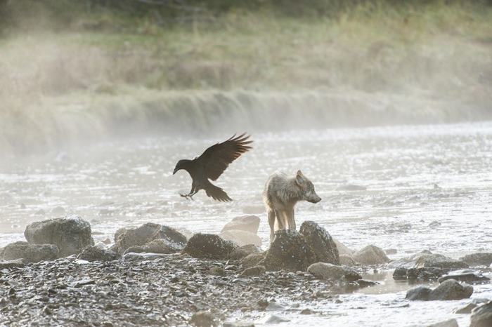 Meet Rare Sea Wolves Who Live Off The Ocean And Can Swim For Hours Meet Rare Sea Wolves Who Live Off The Ocean And Can Swim For Hours