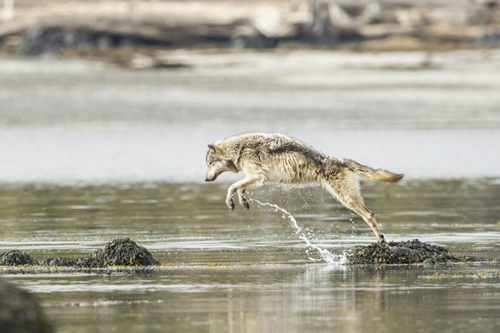 Meet Rare Sea Wolves Who Live Off The Ocean And Can Swim For Hours Meet Rare Sea Wolves Who Live Off The Ocean And Can Swim For Hours