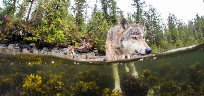 Meet Rare Sea Wolves Who Live Off The Ocean And Can Swim For Hours Meet Rare Sea Wolves Who Live Off The Ocean And Can Swim For Hours