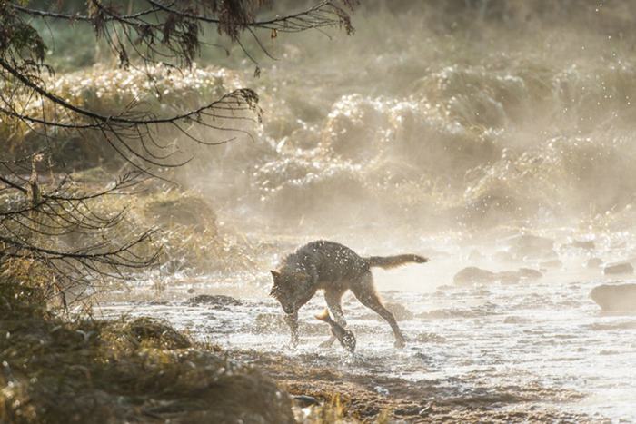 Meet Rare Sea Wolves Who Live Off The Ocean And Can Swim For Hours Meet Rare Sea Wolves Who Live Off The Ocean And Can Swim For Hours