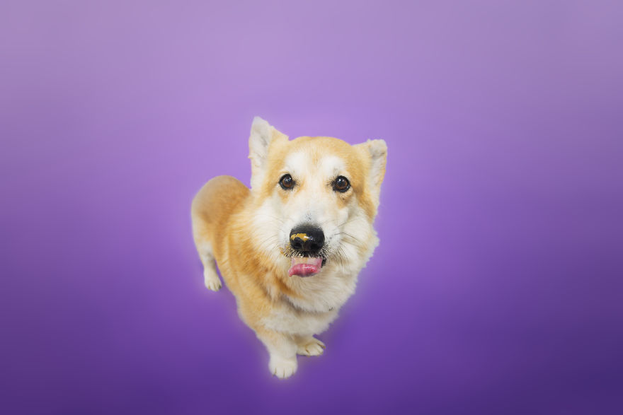 I Photographed Special Needs Corgis To Help Them Get Adopted I Photographed Special Needs Corgis To Help Them Get Adopted