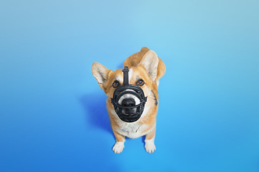 I Photographed Special Needs Corgis To Help Them Get Adopted I Photographed Special Needs Corgis To Help Them Get Adopted