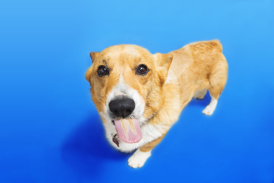 I Photographed Special Needs Corgis To Help Them Get Adopted I Photographed Special Needs Corgis To Help Them Get Adopted