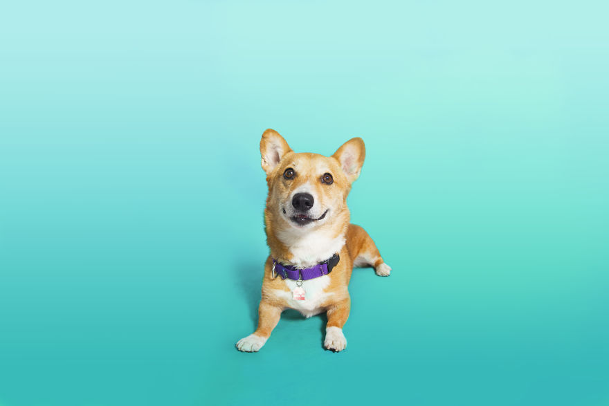 I Photographed Special Needs Corgis To Help Them Get Adopted I Photographed Special Needs Corgis To Help Them Get Adopted