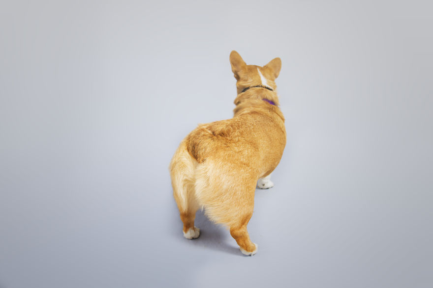 I Photographed Special Needs Corgis To Help Them Get Adopted I Photographed Special Needs Corgis To Help Them Get Adopted