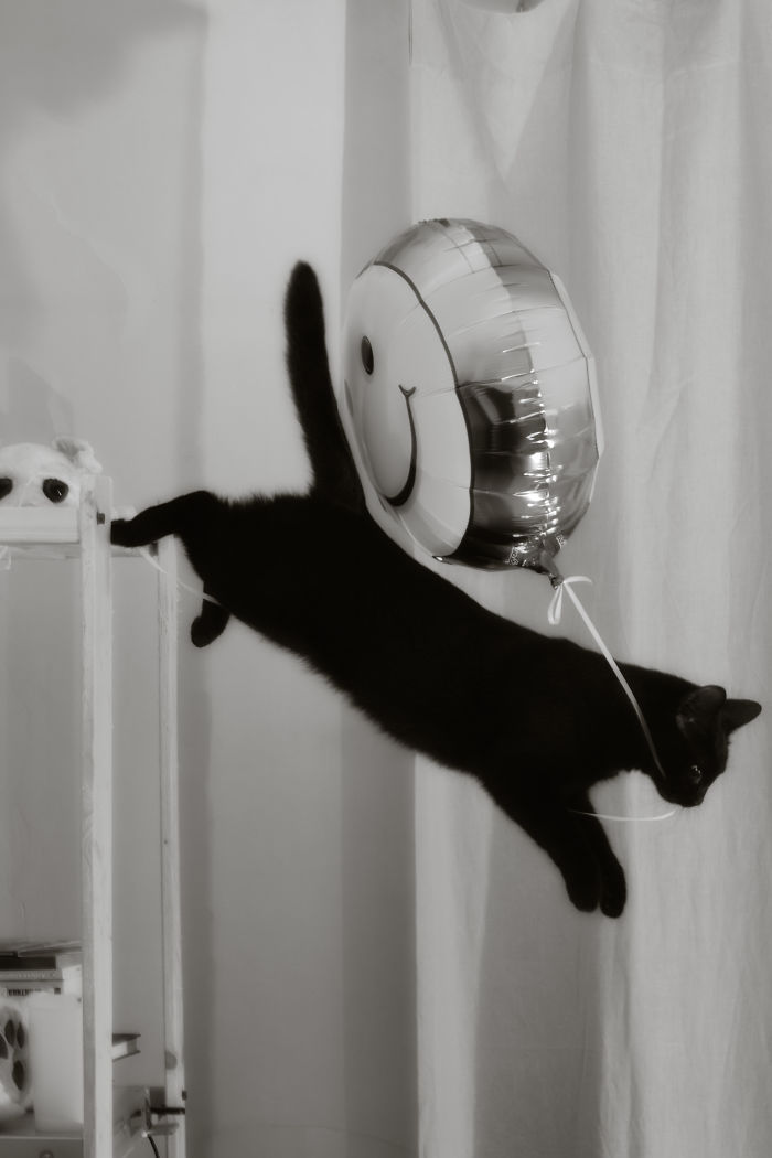 236 Times Pets Were Caught Red-Handed 236 Times Pets Were Caught Red-Handed