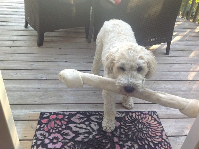 236 Times Pets Were Caught Red-Handed 236 Times Pets Were Caught Red-Handed