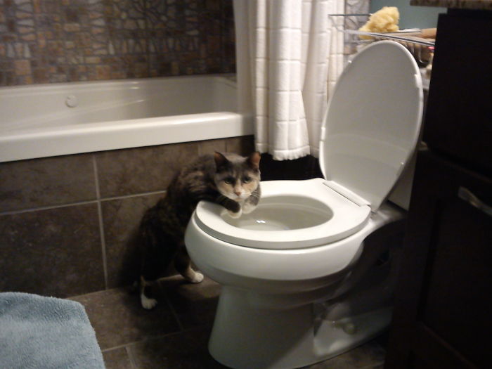 236 Times Pets Were Caught Red-Handed 236 Times Pets Were Caught Red-Handed