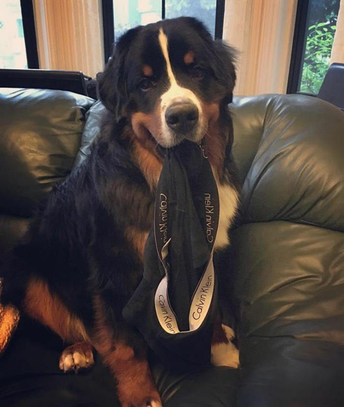 236 Times Pets Were Caught Red-Handed 236 Times Pets Were Caught Red-Handed