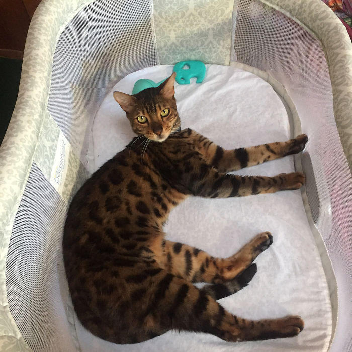 236 Times Pets Were Caught Red-Handed 236 Times Pets Were Caught Red-Handed