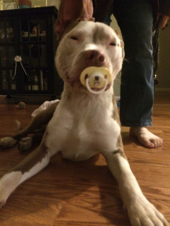 236 Times Pets Were Caught Red-Handed 236 Times Pets Were Caught Red-Handed