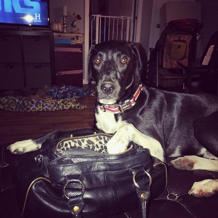 236 Times Pets Were Caught Red-Handed