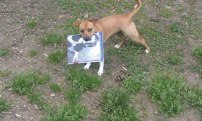 236 Times Pets Were Caught Red-Handed