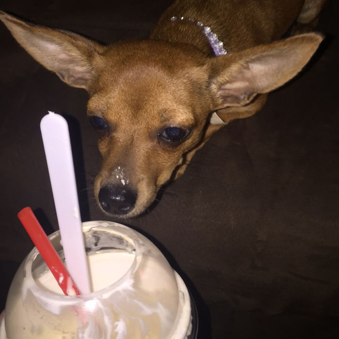 236 Times Pets Were Caught Red-Handed 236 Times Pets Were Caught Red-Handed