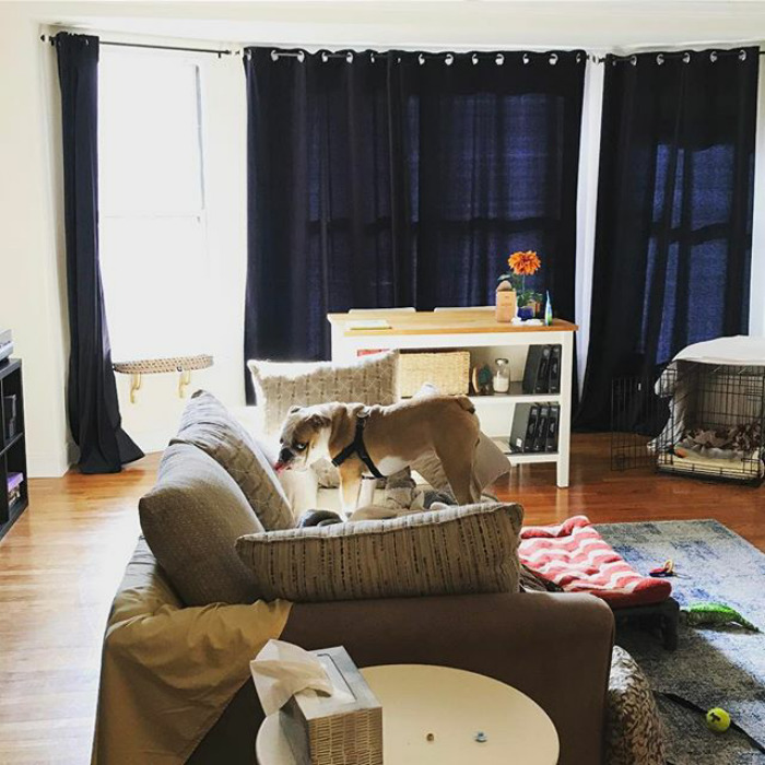 236 Times Pets Were Caught Red-Handed 236 Times Pets Were Caught Red-Handed