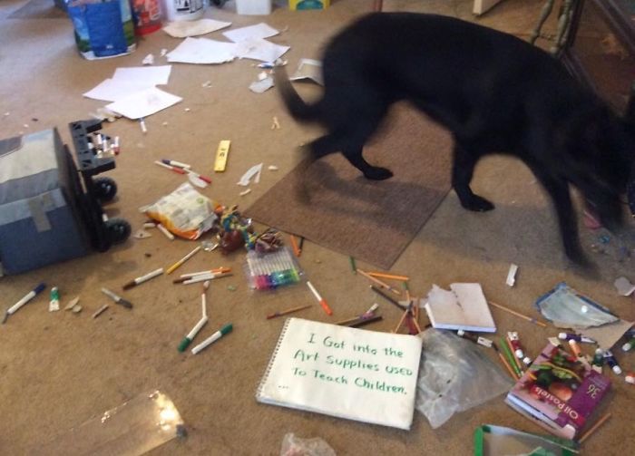 236 Times Pets Were Caught Red-Handed 236 Times Pets Were Caught Red-Handed