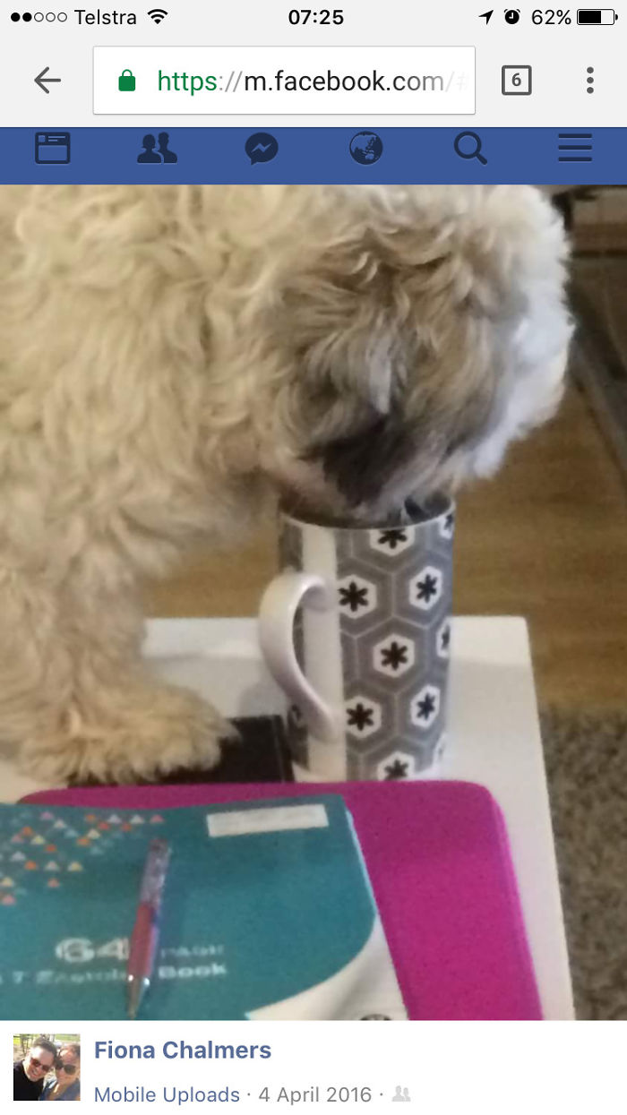 236 Times Pets Were Caught Red-Handed 236 Times Pets Were Caught Red-Handed