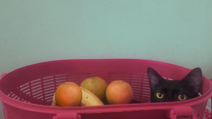 236 Times Pets Were Caught Red-Handed 236 Times Pets Were Caught Red-Handed