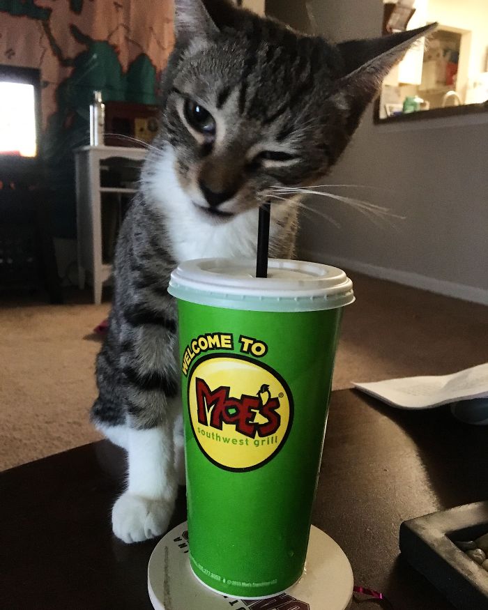 236 Times Pets Were Caught Red-Handed 236 Times Pets Were Caught Red-Handed