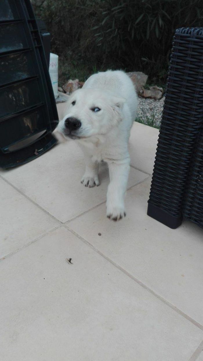 236 Times Pets Were Caught Red-Handed 236 Times Pets Were Caught Red-Handed