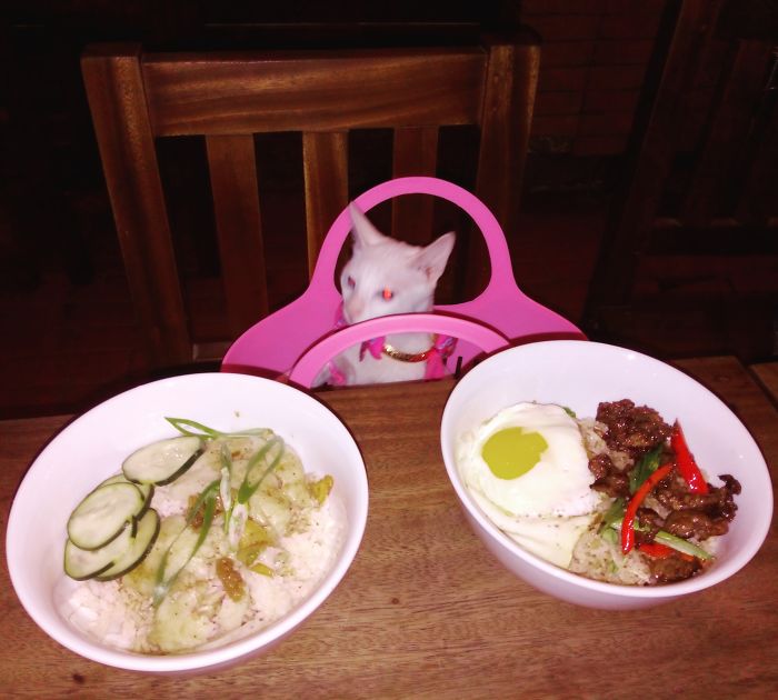 236 Times Pets Were Caught Red-Handed 236 Times Pets Were Caught Red-Handed