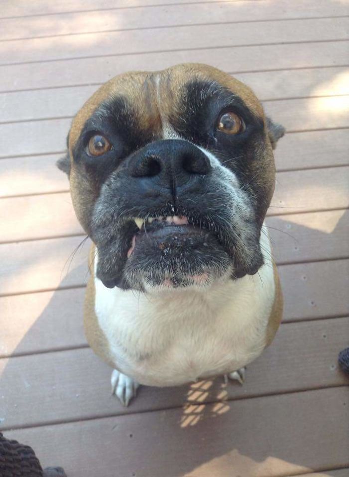 236 Times Pets Were Caught Red-Handed 236 Times Pets Were Caught Red-Handed