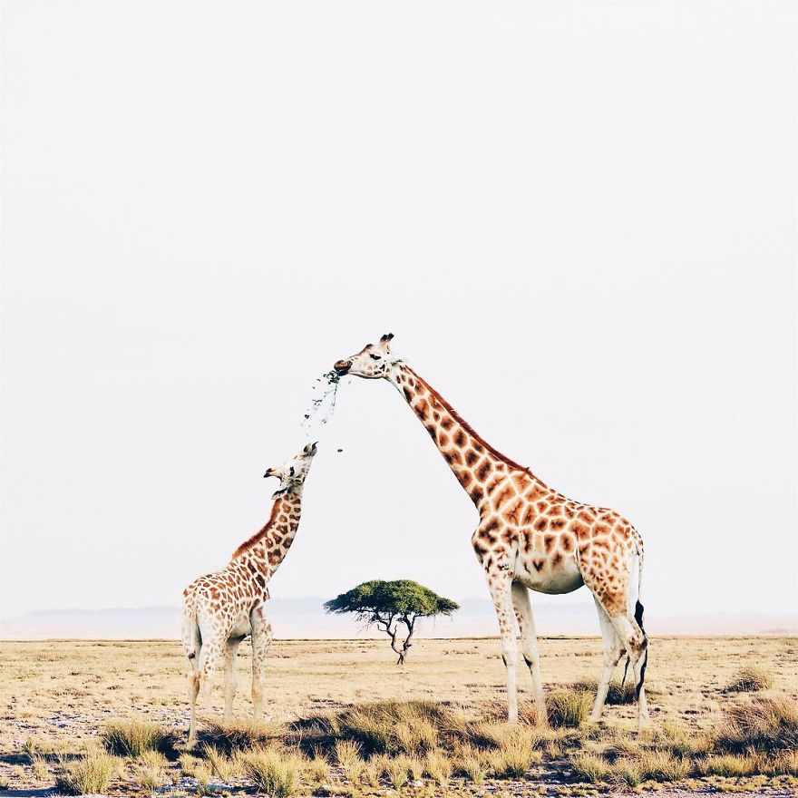 I’m An 18-Year-Old Artist From Portugal And I Like Merging Unexpected Objects To Create Surreal Art I’m An 18-Year-Old Artist From Portugal And I Like Merging Unexpected Objects To Create Surreal Art