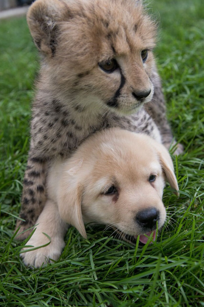 Cute Pictures of Dogs and Cheetahs Forming an Unlikely Friendship