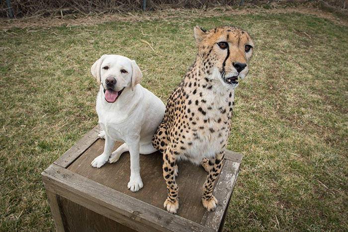 Cute Pictures of Dogs and Cheetahs Forming an Unlikely Friendship