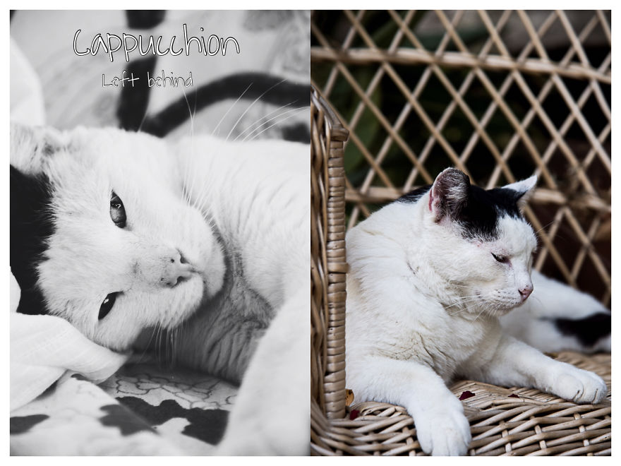 I Photographed Homeless Cats In A Rescue Center That Nobody Wants I Photographed Homeless Cats In A Rescue Center That Nobody Wants