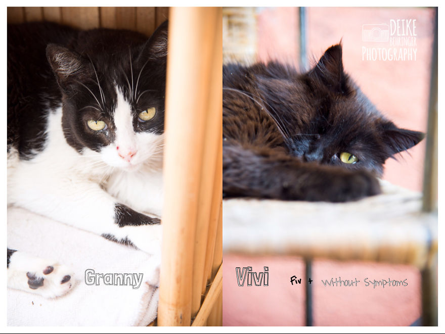 I Photographed Homeless Cats In A Rescue Center That Nobody Wants I Photographed Homeless Cats In A Rescue Center That Nobody Wants