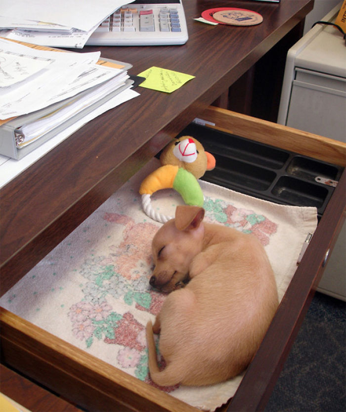 Today Is National Take Your Dog to Work Day (30 Pics) Today Is National Take Your Dog to Work Day (30 Pics)