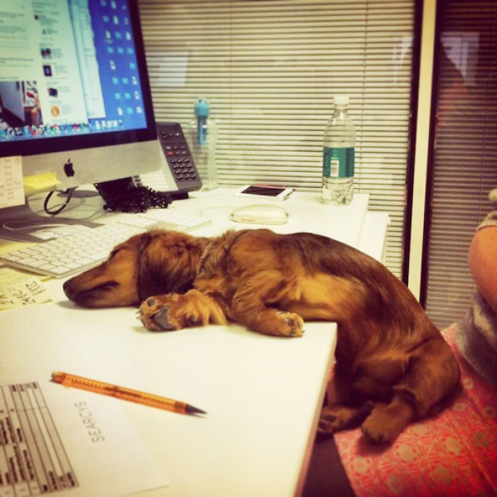 Today Is National Take Your Dog to Work Day (30 Pics) Today Is National Take Your Dog to Work Day (30 Pics)