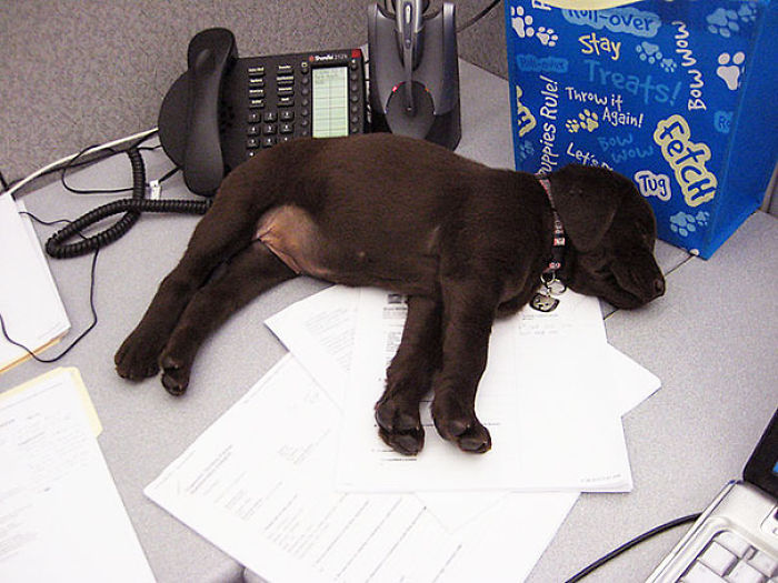 Today Is National Take Your Dog to Work Day (30 Pics) Today Is National Take Your Dog to Work Day (30 Pics)