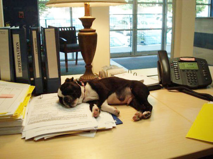 Today Is National Take Your Dog to Work Day (30 Pics) Today Is National Take Your Dog to Work Day (30 Pics)