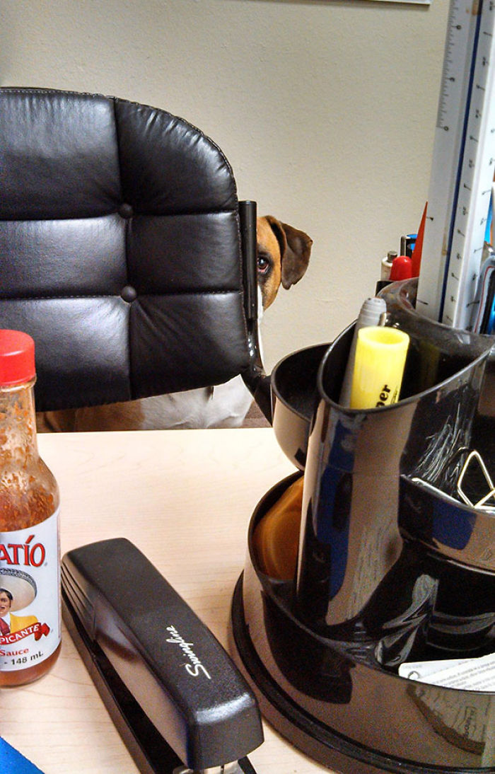 Today Is National Take Your Dog to Work Day (30 Pics) Today Is National Take Your Dog to Work Day (30 Pics)