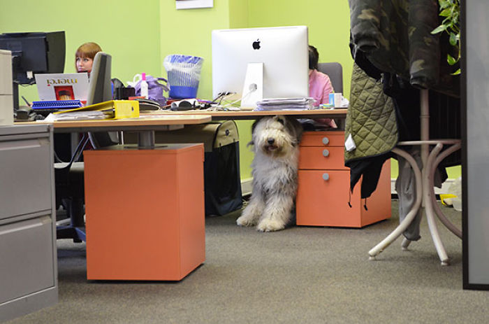 Today Is National Take Your Dog to Work Day (30 Pics) Today Is National Take Your Dog to Work Day (30 Pics)