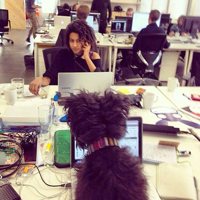 Today Is National Take Your Dog to Work Day (30 Pics) Today Is National Take Your Dog to Work Day (30 Pics)