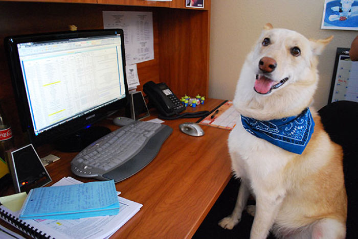 Today Is National Take Your Dog to Work Day (30 Pics) Today Is National Take Your Dog to Work Day (30 Pics)