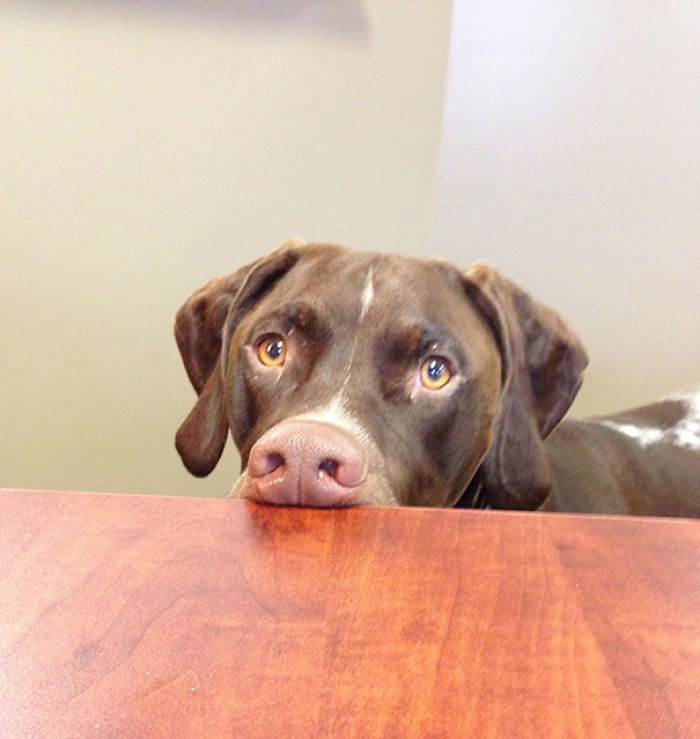 Today Is National Take Your Dog to Work Day (30 Pics) Today Is National Take Your Dog to Work Day (30 Pics)