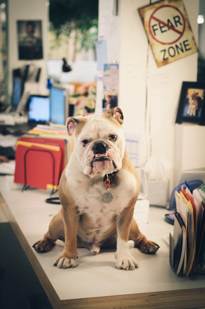 Today Is National Take Your Dog to Work Day (30 Pics) Today Is National Take Your Dog to Work Day (30 Pics)