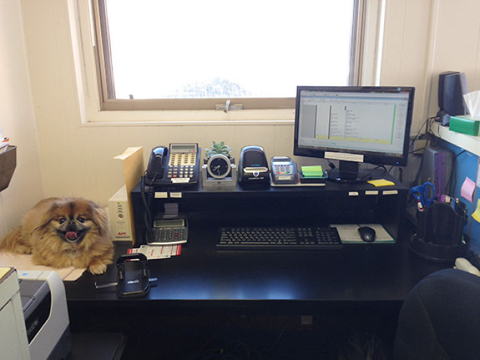 Today Is National Take Your Dog to Work Day (30 Pics) Today Is National Take Your Dog to Work Day (30 Pics)