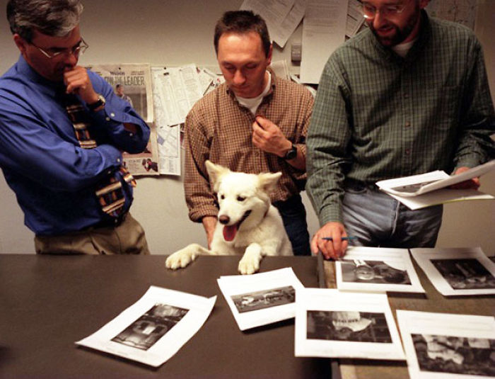 Today Is National Take Your Dog to Work Day (30 Pics) Today Is National Take Your Dog to Work Day (30 Pics)