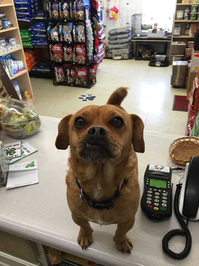 Today Is National Take Your Dog to Work Day (30 Pics) Today Is National Take Your Dog to Work Day (30 Pics)