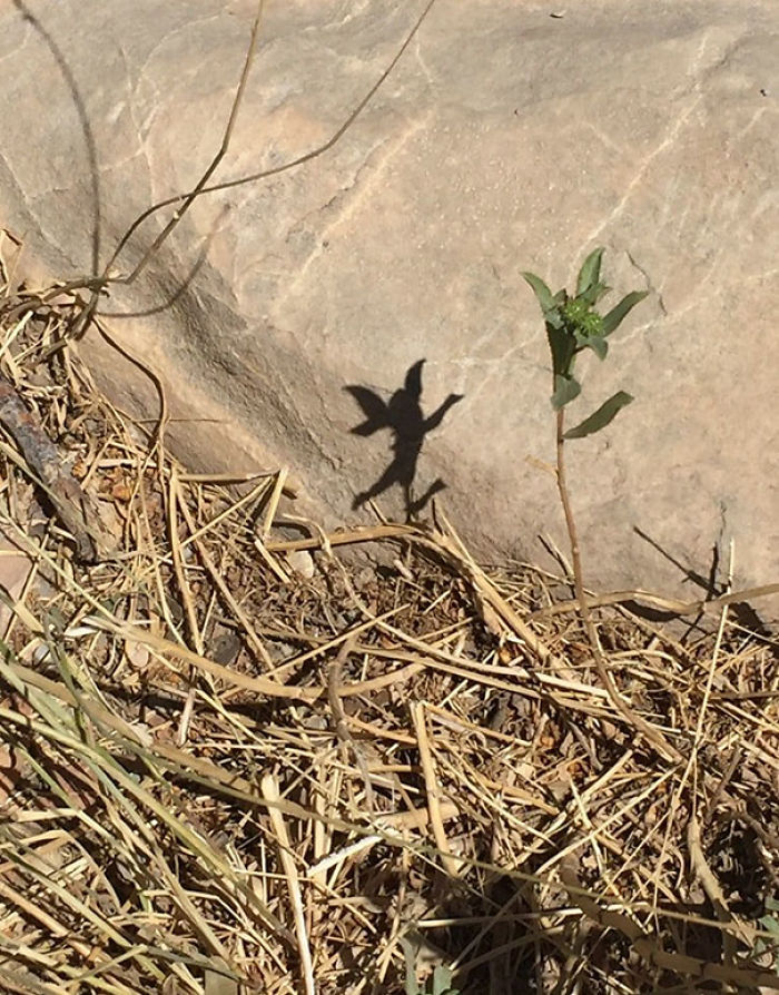 184 Incredible Shadows That Will Make You Look Twice 184 Incredible Shadows That Will Make You Look Twice