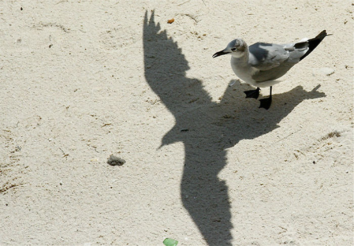 184 Incredible Shadows That Will Make You Look Twice 184 Incredible Shadows That Will Make You Look Twice