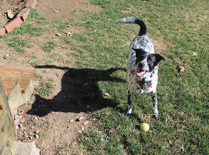 184 Incredible Shadows That Will Make You Look Twice 184 Incredible Shadows That Will Make You Look Twice